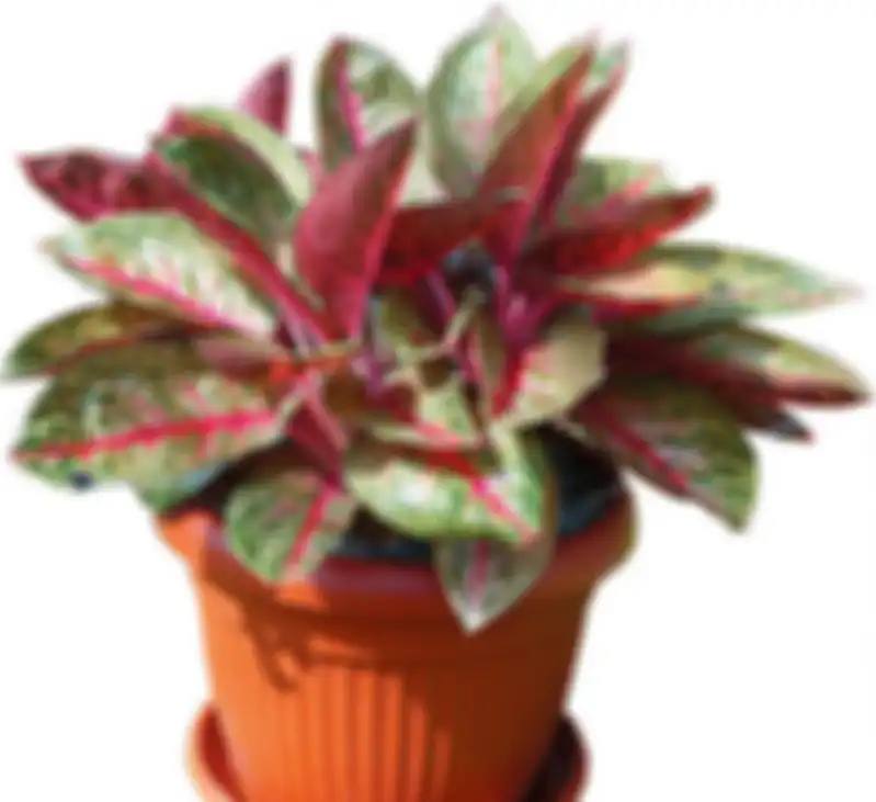 Membuat Aglaonema Tampil Lebih Menarik