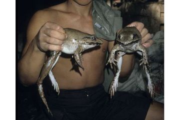 Kumpulan spesies katak Limnonectes blythii dari pengepul skala besar di Sumatra Utara, Indonesia. Katak-katak ini akan diekspor ke Uni Eropa.