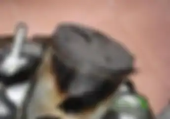 Waspada! Ini Efek Negatif yang Muncul Akibat Kebanyakan Oli Samping