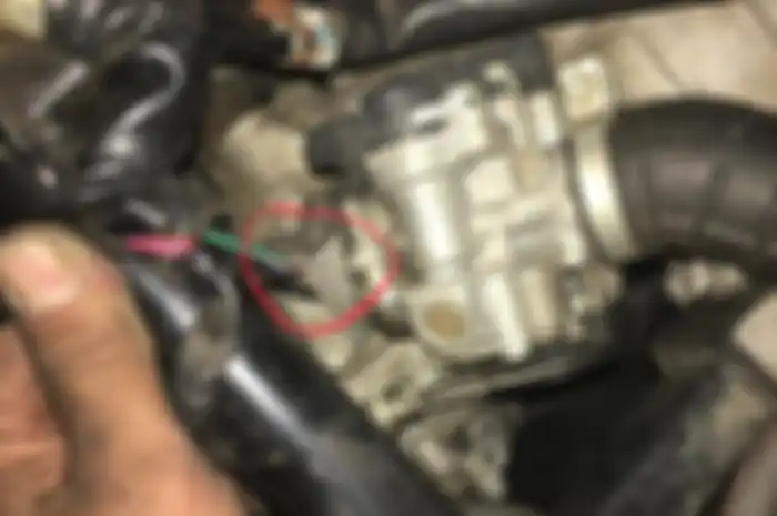 Kabel bodi NMAX digerogoti tikus