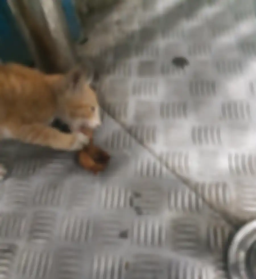 Tingkah kucing di halte TransJakarta