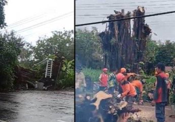 Bikin Heboh, Pohon Beringin Tua yang Tumbang Ini Mendadak Berdiri Kokoh Lagi Meski Sudah Ditebang, Dianggap Keramat oleh Warga