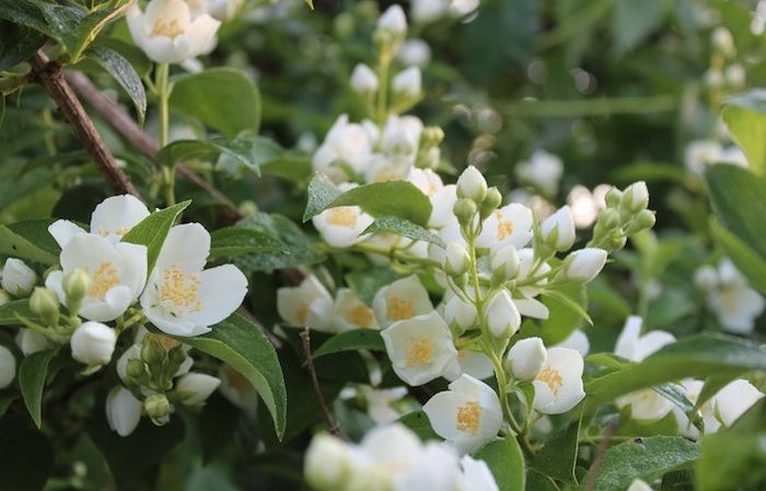 Ilustrasi Arti Mimpi tentang Bunga Melati.