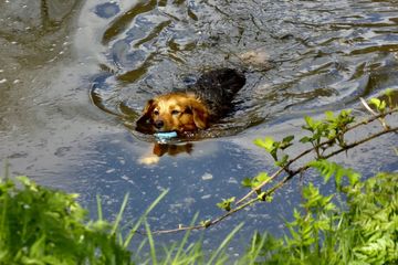 Anjing di sungai.