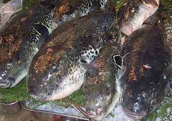 Jenis Ikan Fugu Paling Beracun Justru Lebih Mahal, Kenapa, ya?