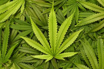 Ganja memang memiliki bahaya yang sedikit, dan ada manfaatnya. Tetapi bukan berarti 100 persen aman. Ternyata ada dampak pada bayi baru lahir dan ibu hamil.