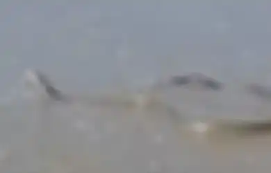 Racunnya Bisa Membunuh dalam 15 Jam Sesudah Sebabkan Pusing dan Rasa Sakit Hebat, Ular Mamba Hitam Sepanjang 2,4 Meter Ini Ditemukan di Pantai