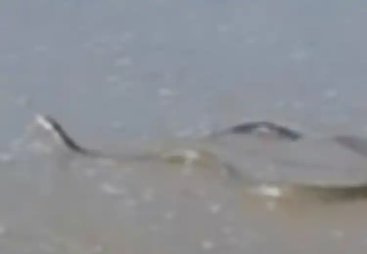 Racunnya Bisa Membunuh dalam 15 Jam Sesudah Sebabkan Pusing dan Rasa Sakit Hebat, Ular Mamba Hitam Sepanjang 2,4 Meter Ini Ditemukan di Pantai