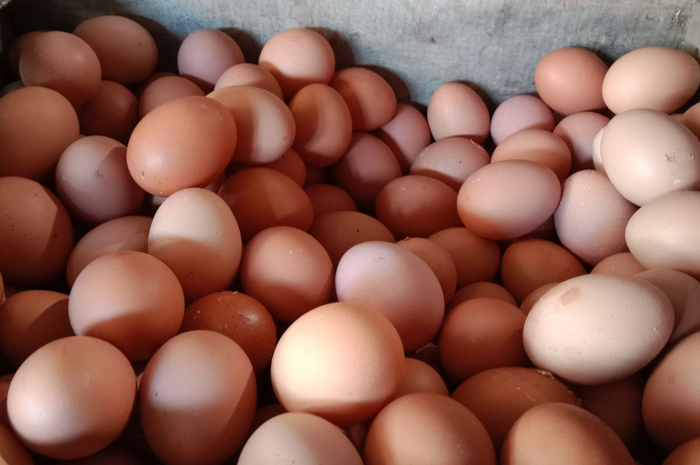 Telur ayam