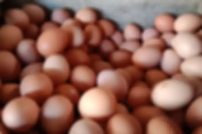 Telur ayam