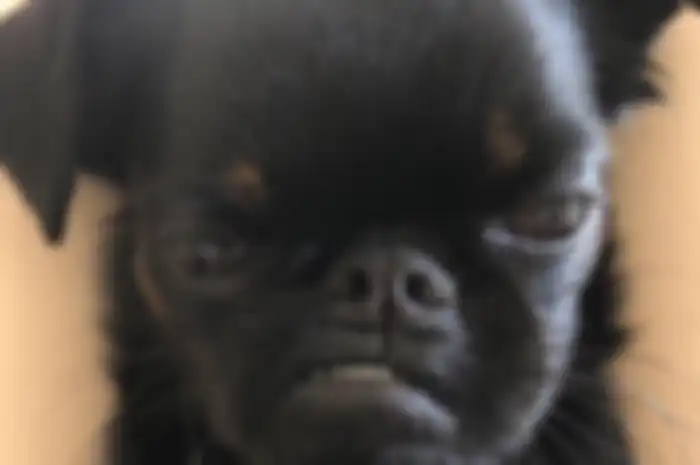 Chico, anjing yang viral karena mempunyai wajah songong.