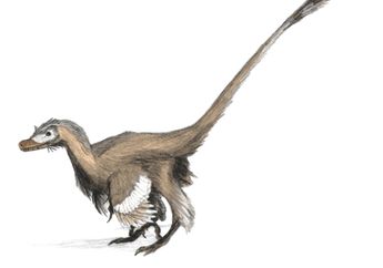 Mengungkap Hubungan Simbiosis Dinosaurus Berbulu dan Kumbang yang Jarang Diketahui
