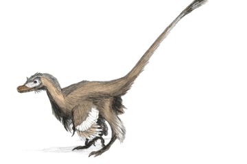 Mengungkap Hubungan Simbiosis Dinosaurus Berbulu dan Kumbang yang Jarang Diketahui
