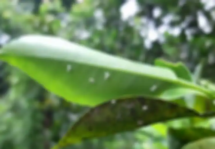 Hanya Perlu Nasi, Begini Cara Membasmi Kutu Putih pada Tanaman Anda, Yuk Coba Pestisida Alami Ini!