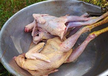 Nyesel Baru Tahu Sekarang, Trik Bikin Daging Ayam Kampung Anti Alot Akhirnya Ketemu, Cukup Gunakan Daun Pepaya dan Air Kelapa, Dijamin Empuk To The Bone!