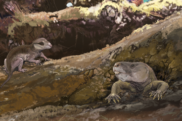 Mamalia Purba Memiliki Bulu Gelap, Apa Kaitannya dengan Dinosaurus?