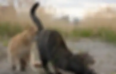 Benar-benar Bikin Ngakak, Ini 7 Foto Kocak Kucing Liar Saat PPKM Level 4, Imun Auto Naik
