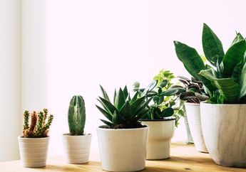 4 Tanaman Ajaib yang Mampu Bertahan dalam Kondisi Esktrem, Penanam Pemula Wajib Tahu!