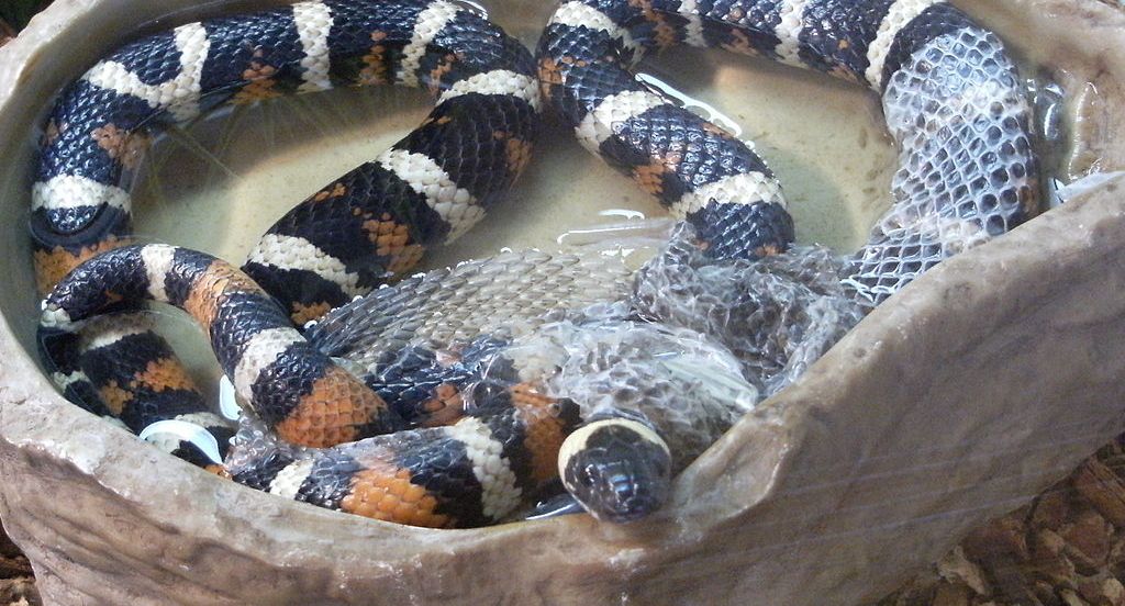 Oroq bilan porno surat