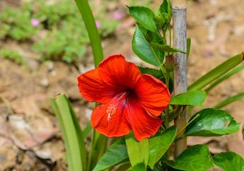 Tak Hanya Sedap Dipandang, Siapa Sangka Kembang Sepatu Juga Bisa Dipakai untuk Mencegah Uban Tumbuh di Usia Muda