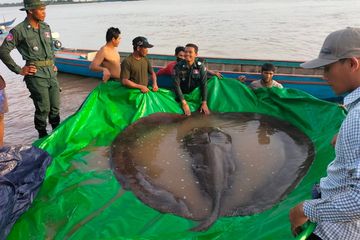 Ikan Air Tawar Terbesar di Dunia Ditemukan Nelayan di Sungai Mekong
