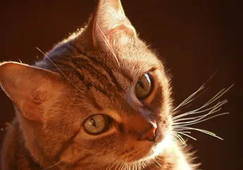 Ketika Namanya Disebut, Kucing Anda Mungkin Memberikan Respon