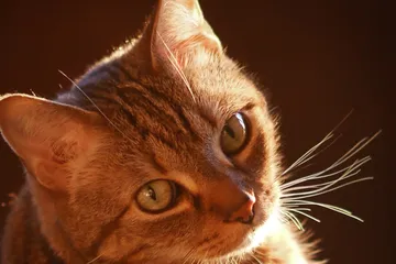 Ketika disebutkan namanya, ternyata--dalam eksperimen ini--banyak kucing yang merespon dengan menggerakan kuping dan kepalanya.