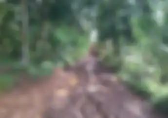 Mistis! Jalur Jelajah Rawa Setan Ini Khusus Yang Bernyali Gede Saja, Berani?