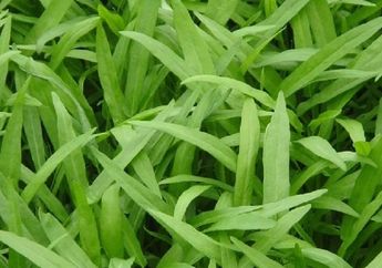 Meski di Indonesia Jadi Favorit, Jangan Coba-Coba Menanam Kangkung di Amerika Karena Bisa Kena Pasal hingga Dianggap Berbahaya