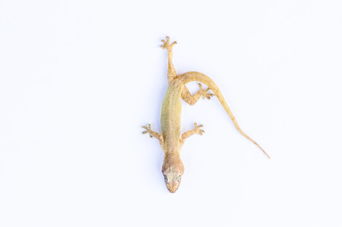 Cara mengusir cicak 