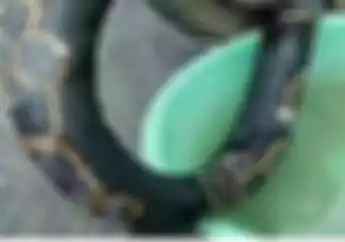 Anjay! Itu Uler Anaconda Apa Ban Dalem Sih?! Bikin Ngakak Aja Pagi-pagi..