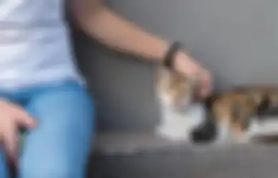 Dibalik Tingkahnya yang Menggemaskan, Kucing Disebut Bisa Memprediksi Cuaca, Benarkah Demikian?