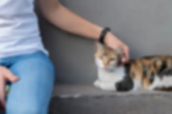 Kucing
