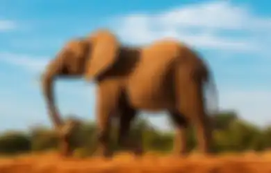 Seekor Gajah di Thailand Sengaja Merusak Tembok Dapur Warga untuk Merampas Makanan, Begini Kisahnya
