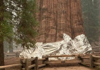 Pohon Terbesar di Dunia Kini Dibungkus dengan Selimut Khusus