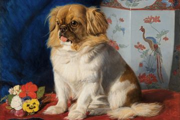 Looty, anjing peking yang berpindah tangan dari Kaisar Tiongkok ke Ratu Inggris.