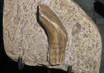 Kisah Sebuah Fosil Gigi yang Menjadi Cikal Bakal Perburuan Dinosaurus