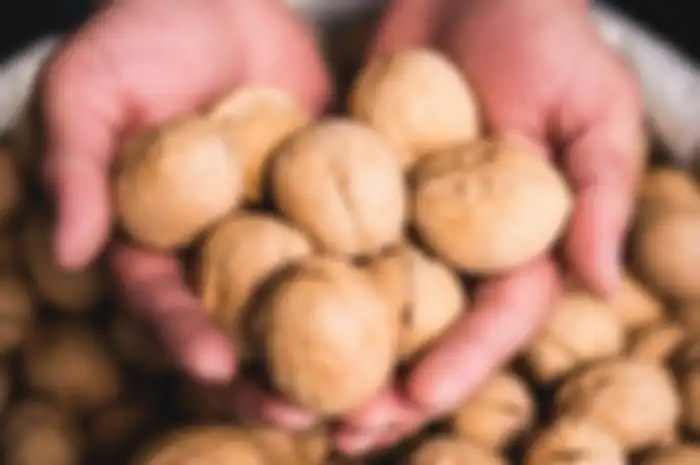 Walnut