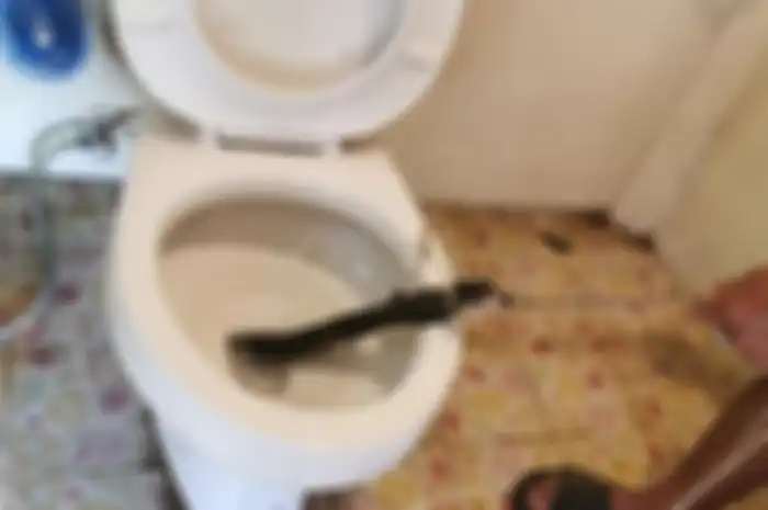 Ular kobra yang ditemukan dalam kloset rumah Adisak Thanomsil.