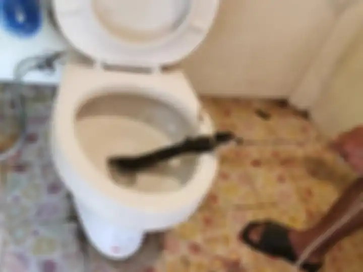 Ular kobra yang ditemukan dalam kloset rumah Adisak Thanomsil.