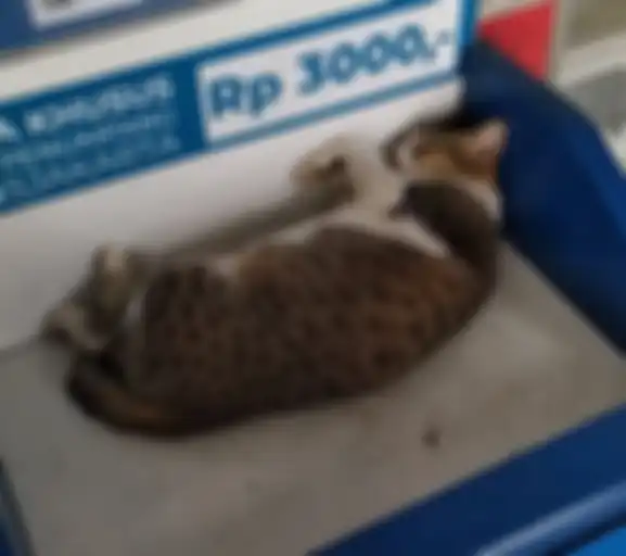 Tingkah kucing di halte TransJakarta