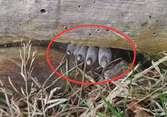 Syok Temukan Jari Kaki Menghitam Mengira Milik Mayat Manusia, Pendaki Gunung Ini Lega Setelah Mengetahui Kebenaran di Baliknya