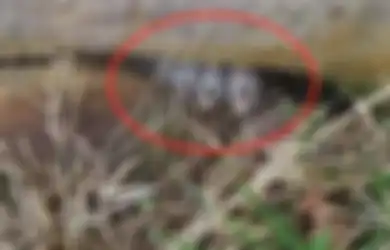 Ketakutan Lihat Penampakan Kaki di Gunung Berwarna Hitam Kebiruan Terjepit Kayu, Pendaki Ini Malah Temukan Hal Mengejutkan Ini