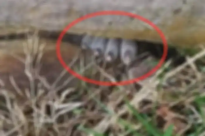 Peampakan kaki misterius terjepit di antara pohon.
