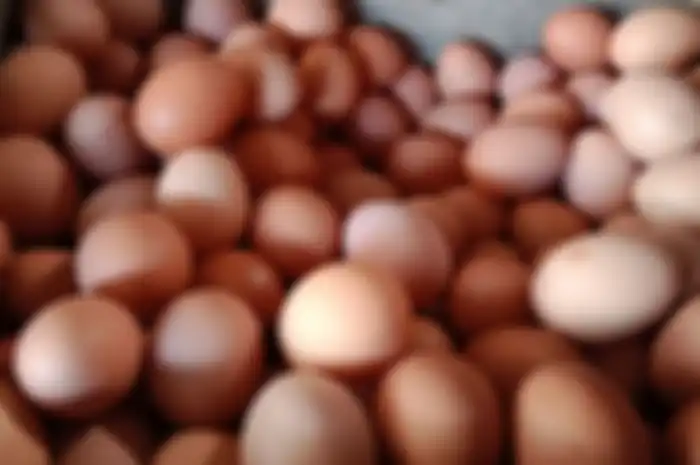 Telur