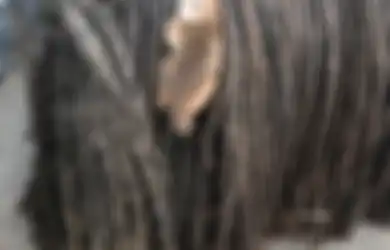 Ditemukan Bayi Tupai Menggali-gali di Tubuh Anjing, Ternyata Anjing Ini Telah Dijadikan Rumah bagi Keluarga Tupai!
