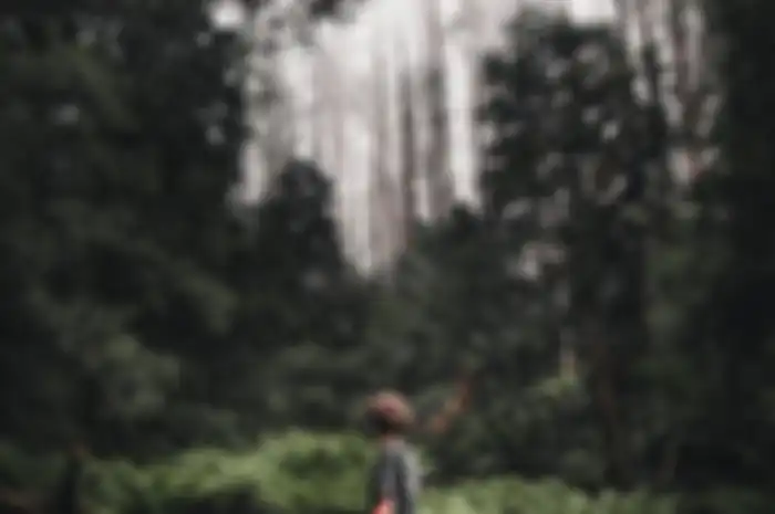 Ilustrasi hutan