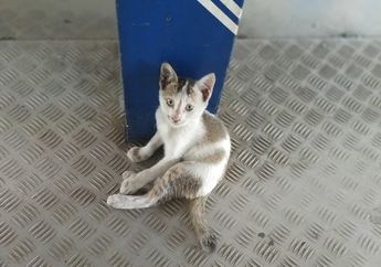 Aksi Viral Menjijikkan Pria Paruh Baya Daerah Kemayoran Santap Kucing Hidup-hidup di Tengah Keramaian, Kini Pelaku dalam Status Buronan