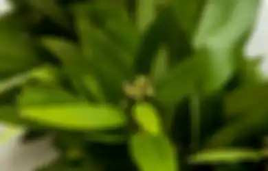Bakarlah Daun Salam Dalam Ruangan, Anda Akan Merasakan Sensasi Yang Berbeda 10 Menit Kemudian