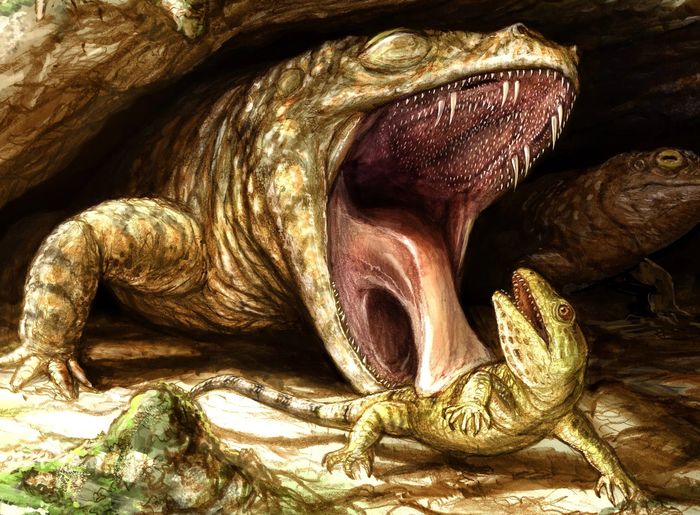 Edopoidea adalah amfibi temnospondyl primitif, termasuk genus Edops dan keluarga Cochleosauridae. Edopoid dikenal dari Zaman Karbon Akhir dan Permian Awal di Amerika Utara dan Eropa, dan Permian Akhir di Afrika. Mereka adalah salah satu temnospondyl paling basal, dan memiliki sejumlah ciri primitif